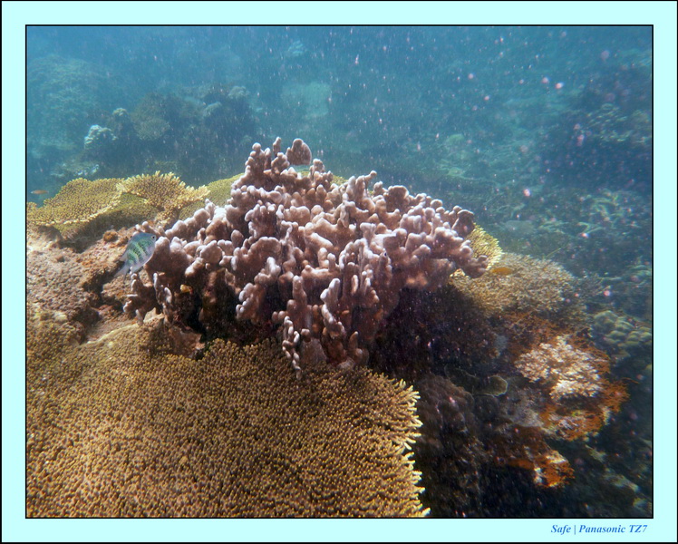 2009   07   Perhentians 063